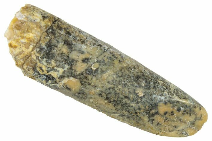 Fossil Sauropod Dinosaur (Titanosaur) Tooth - Morocco #298642